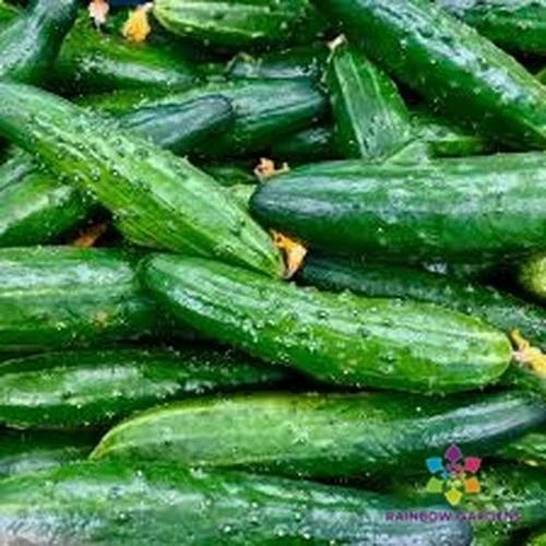 China Jade Cucumber Seeds - Organic Non-GMO Cucumis sativus for Home Garden, Container, Salad & Pickling