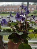 African Violet Cuttings - 2 Unrooted Leaves - S. Rupicola Species Violet - Indoor Plant Propagation & Decor