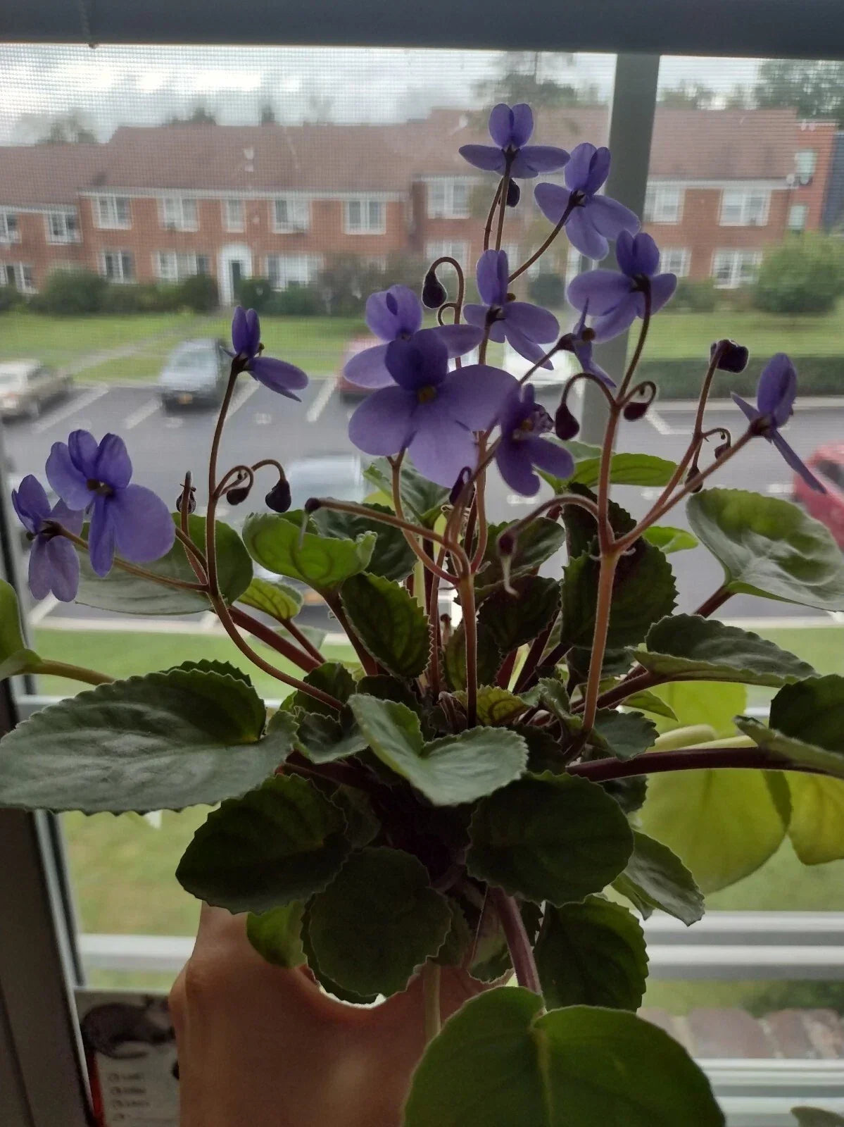 African Violet Cuttings - 2 Unrooted Leaves - S. Rupicola Species Violet - Indoor Plant Propagation & Decor