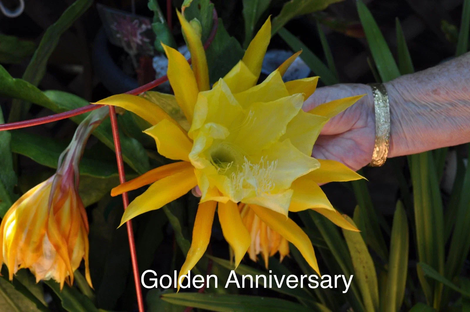 Epiphyllum Orchid Cactus Cuttings – 4 Rooted with New Growth, Golden Anniversary, Epiphyllum hybrids, Indoor Outdoor Plant