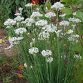 Garlic Chives Seeds - Non-GMO Culinary Herb Seeds for Gardening - Allium tuberosum, Perennial, 200 Seeds
