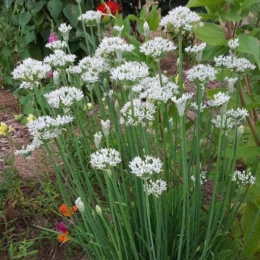 Garlic Chives Seeds - Non-GMO Culinary Herb Seeds for Gardening - Allium tuberosum, Perennial, 200 Seeds