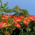 Orange Mimosa Tree Seeds - Albizia julibrissin Silk Tree Seeds Pack of 5 for Perennial Garden Landscaping