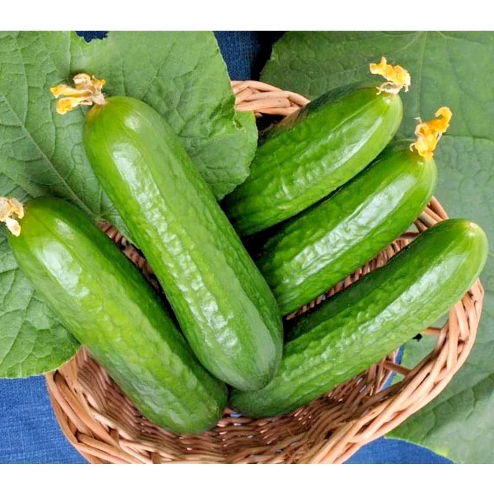 Wisconsin SMR 58 Cucumber Seeds - Non-Hybrid, Vining, Crisp Cucumbers for Container Gardening, Cucumis sativus, 30+ Seeds