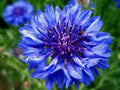 Dwarf Blue Bachelor Button Seeds - 100+ Seeds - Beautiful Flower for Borders - Centaurea cyanus