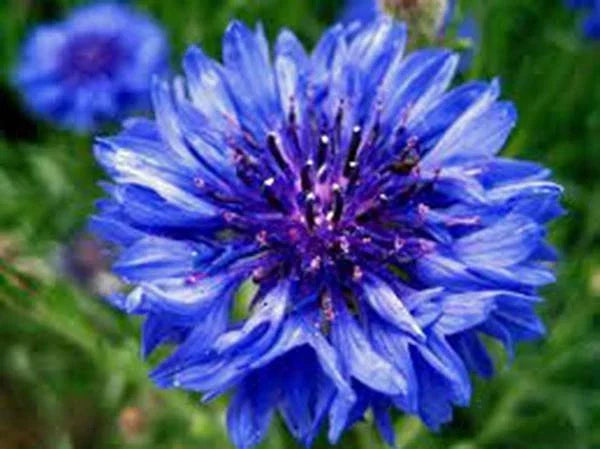 Dwarf Blue Bachelor Button Seeds - 100+ Seeds - Beautiful Flower for Borders - Centaurea cyanus