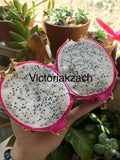White Dragon Fruit Seeds - Hylocereus Undatus - Edible Pitaya Cactus for Indoor & Outdoor Gardening, Pack of 10 Seeds