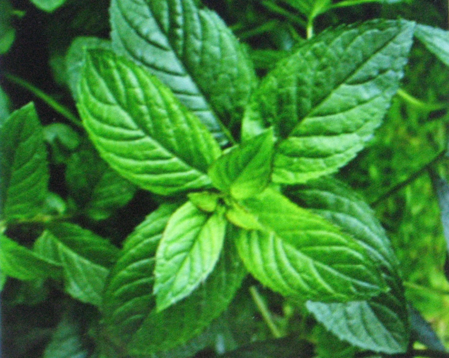 Bulk Peppermint Seeds - 1000 Count, Mentha × piperita, Herb for Culinary & Herbal Tea, Perennial, Non-GMO