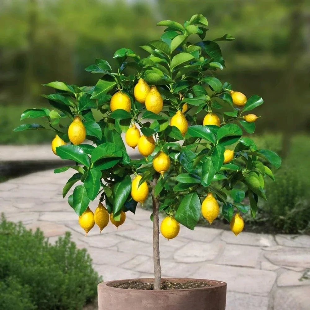 Meyer Lemon Tree - 14-20 Inch Live Citrus Plant - Fruiting Variety - Citrus limon