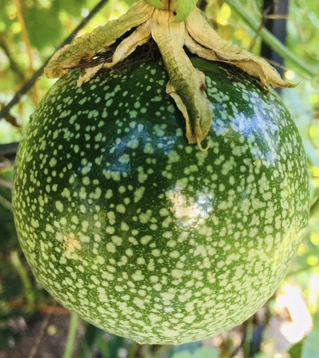 Purple Passion Fruit Plant in 4-Inch Pot, Passiflora edulis 'Possum', Edible Fruit Vine for Garden or Patio