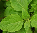 Clove Scented Basil Seeds - 300+ Annual Herb, Aromatic Ocimum basilicum for Culinary & Garden Use