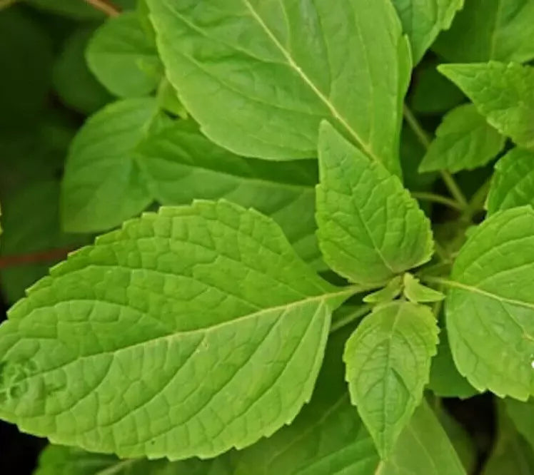 Clove Scented Basil Seeds - 300+ Annual Herb, Aromatic Ocimum basilicum for Culinary & Garden Use
