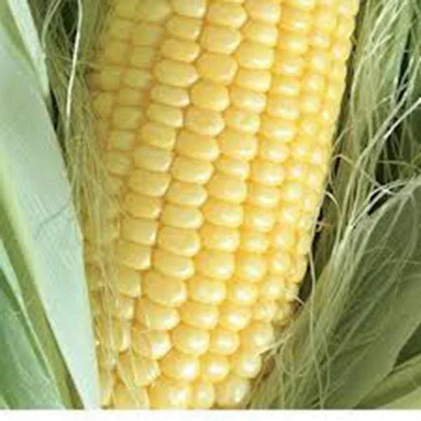 Golden Bantam Sweet Corn Seeds – Heirloom Non-GMO Organic Zea mays, 50+ Seeds for Home Garden Planting