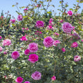 Pink Climbing Rose Cuttings - TRUE GRATITUDE Variety - Live Flower Plant Shrub for Trellises and Fences - Rosa 'True Gratitude'