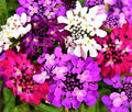 Candytuft Seeds Pack – Non-GMO Iberis umbellata Flowering Annuals for Garden, Borders, Containers