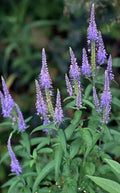 Blue Veronica Longifolia Seeds - 100 Pack, Long Leaf Speedwell, Perennial Garden Flowers, Easy to Grow, Pollinator Attracting
