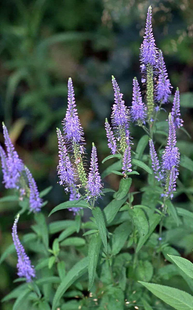 Blue Veronica Longifolia Seeds - 100 Pack, Long Leaf Speedwell, Perennial Garden Flowers, Easy to Grow, Pollinator Attracting
