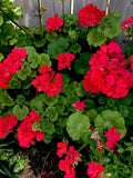Geranium Plants Set of 2 Bright Pinkish Red Pelargonium spp. for Garden, Container, or Border