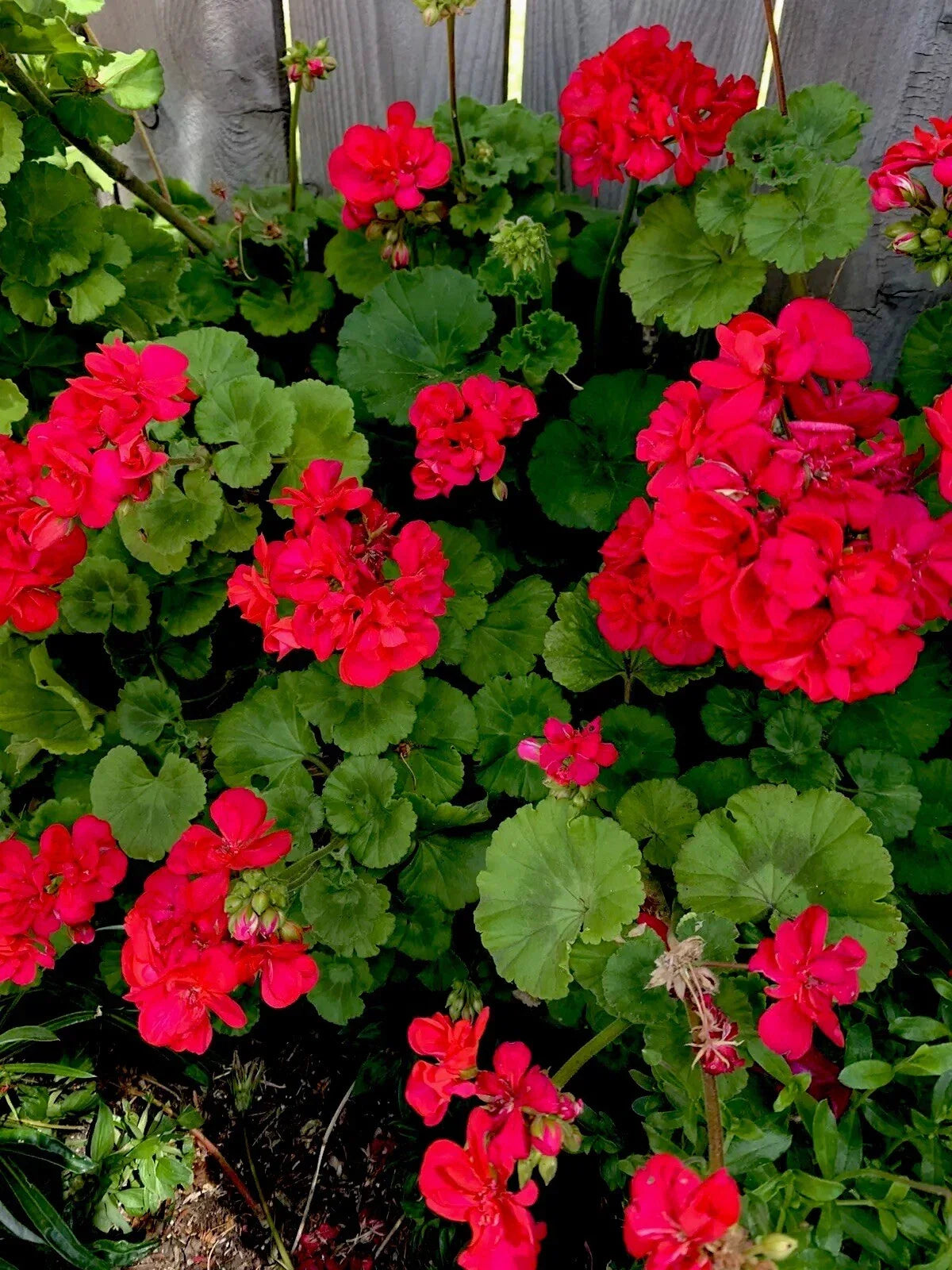 Geranium Plants Set of 2 Bright Pinkish Red Pelargonium spp. for Garden, Container, or Border