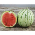 Dixie Queen Watermelon Seeds - Non-GMO Heirloom Crimson Fruit, Vining, Citrullus lanatus, Pack of 25 Seeds