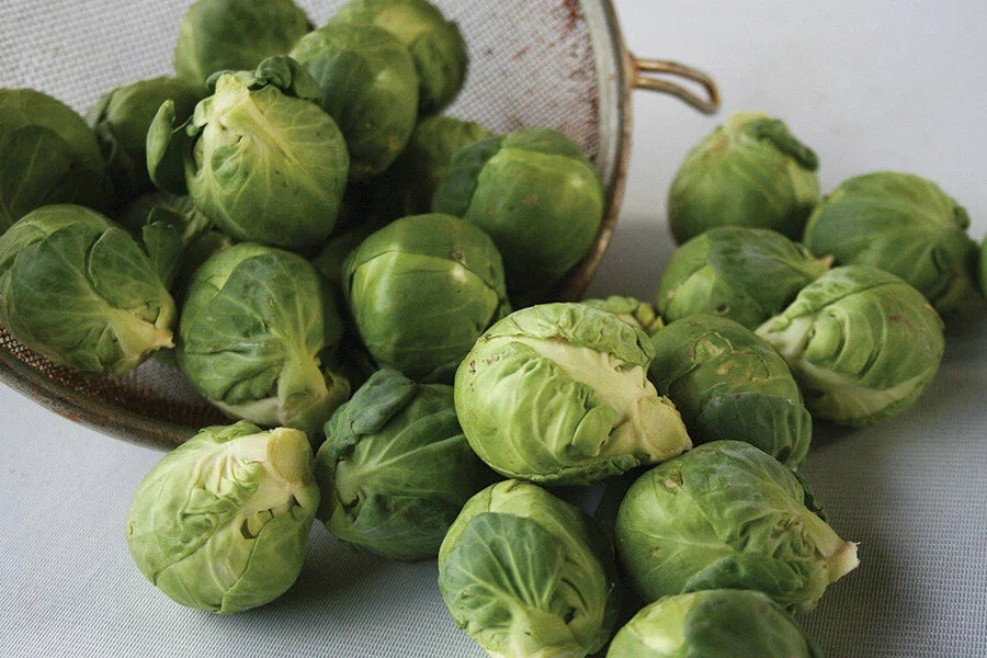 Brussels Sprouts Seeds - 500+ Churchill Variety - Brassica oleracea - Heirloom, Non-GMO, Garden Planting, USA