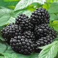 Thornless Blackberry Plant Starter 8+ Inches | Rubus 'Black Satin' | Disease-Resistant, Sweet Berries, Easy Care