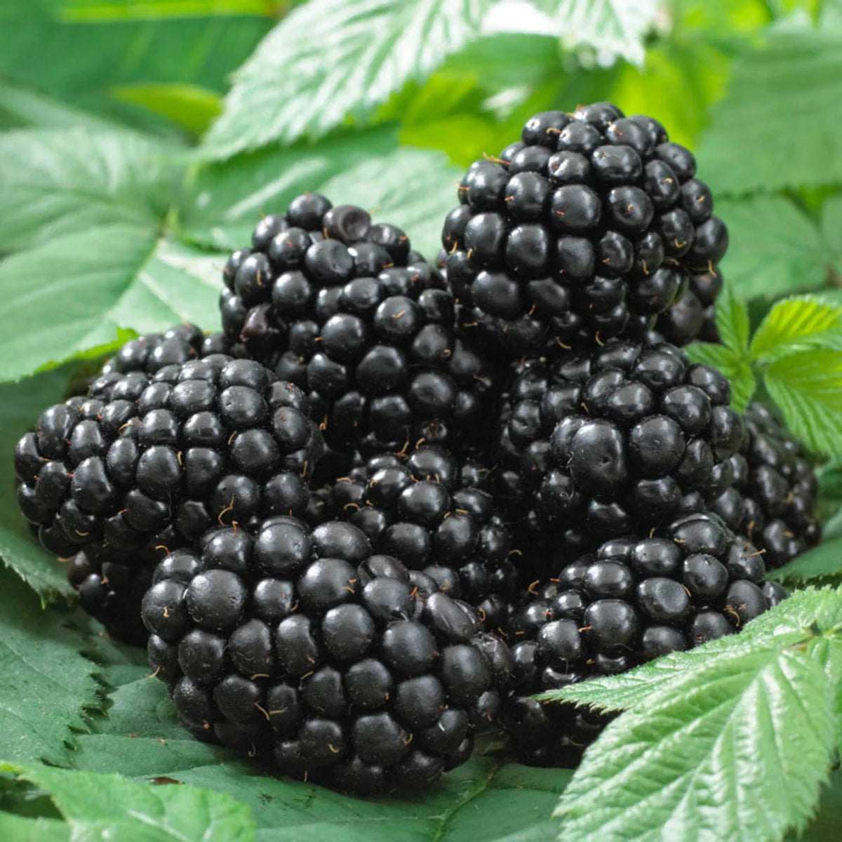 Thornless Blackberry Plant Starter 8+ Inches | Rubus 'Black Satin' | Disease-Resistant, Sweet Berries, Easy Care