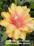 Rooted Epiphyllum Orchid Cactus Plant in 4” Pot - Clarity’s Abraxas - Exotic Indoor Houseplant - Blooming Cactus Succulent