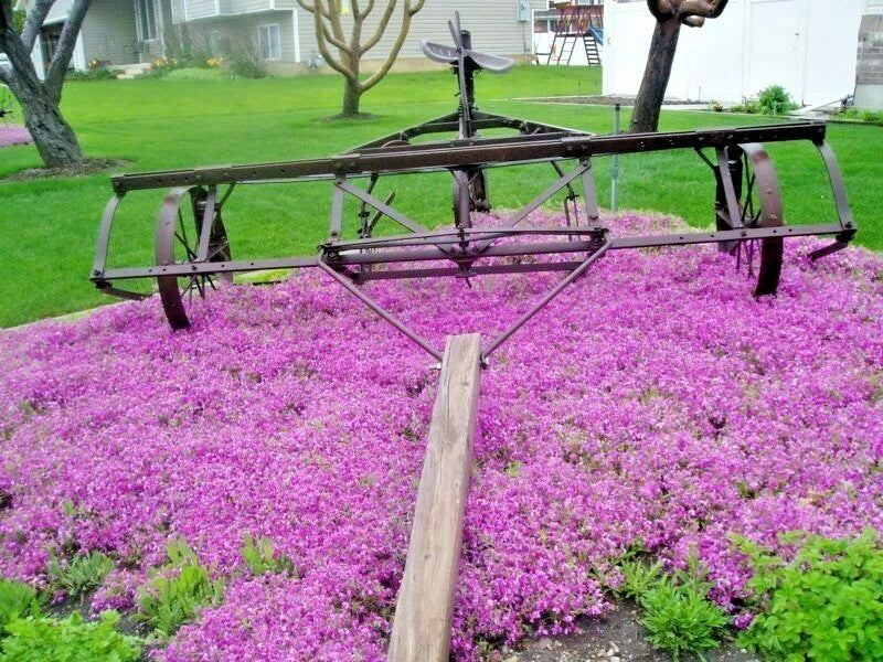 Purple Rockcress Flower Seeds - 500+ Drought Tolerant Groundcover for Containers - Aubrieta deltoidea, Purple Blooms, Spring to Summer