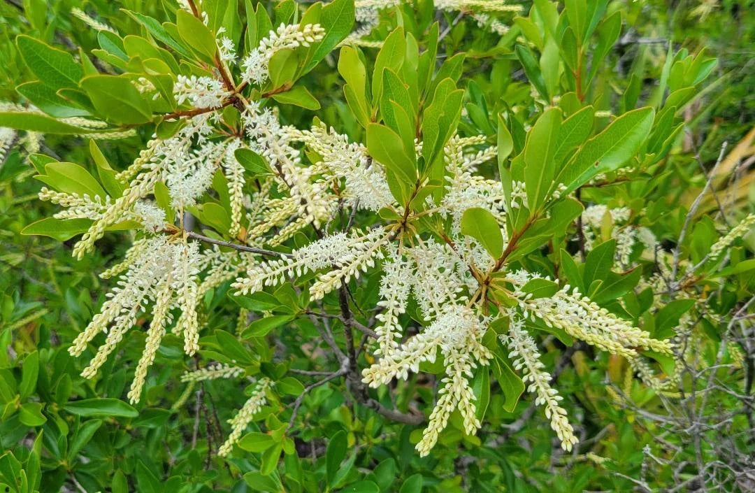 Swamp Titi Seeds 25 Pack | Florida Native Tree Cyrilla Racemiflora | Ironwood for Garden, Landscape & Wildlife