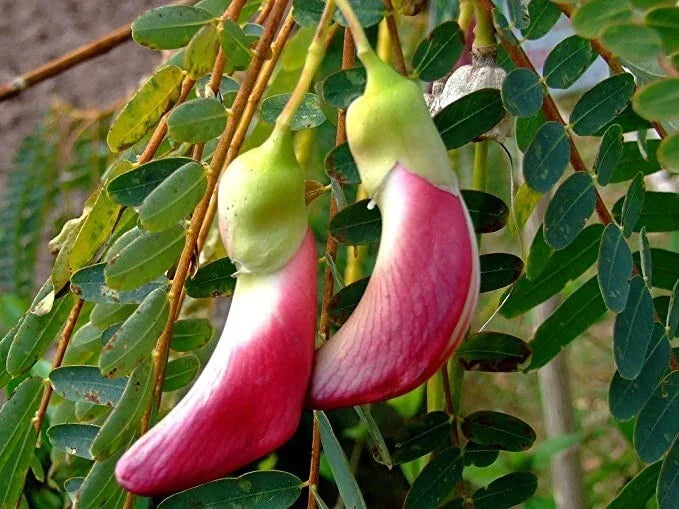Fresh Seeds - Red Hummingbird Tree (Sesbania Grandiflora) Flowering Plant for Gardening & Landscaping, 20+ Seeds