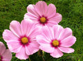 Cosmos Gloria Flower Seeds - 30 Pack, Colorful Annual Blooms, Cosmos bipinnatus, Easy to Grow, Attracts Pollinators, Free USA Shipping