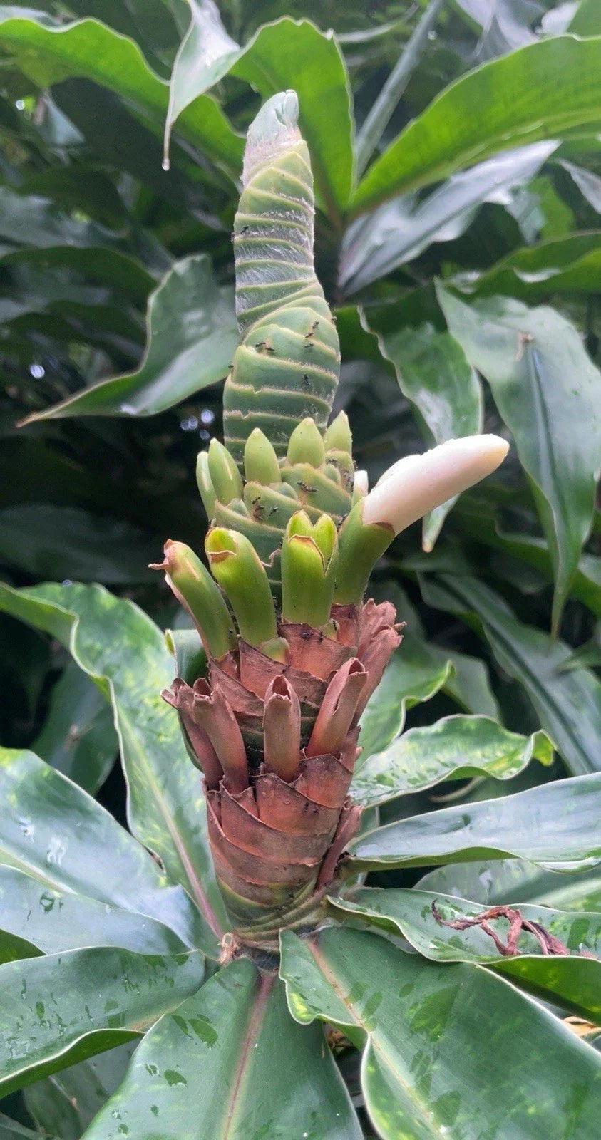 Yellow Spiral Ginger Cuttings - 3 Rooted Dimerocostus strobilaceous for Tropical Gardens & Indoor Plants, Hawaii Grown
