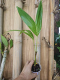 Christmas Manila Palm Seedlings - Adonidia merrillii, 20" Live Plant, Florida Grown Tropical Palm for Garden & Landscape