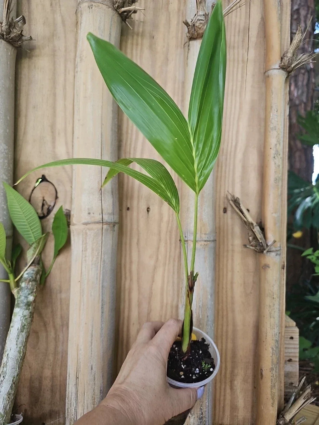 Christmas Manila Palm Seedlings - Adonidia merrillii, 20" Live Plant, Florida Grown Tropical Palm for Garden & Landscape