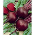 Organic Heirloom Detroit Red Beet Seeds - Non-GMO, High Germination, Home Garden, Beta vulgaris var. conditiva