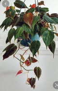 Philodendron Micans Cuttings 4 Pack, Velvet Green Bronze, Propagatable Indoor Plant, Philodendron hederaceum var. micans
