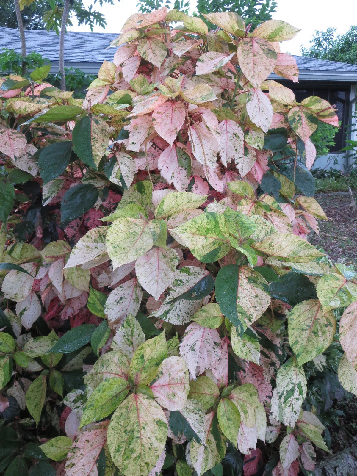 Acalypha Wilkesiana Tricolor Cuttings – Variegated Copperleaf Plant, Unrooted Propagation Cuttings, Indoor & Outdoor Gardening