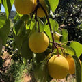 Pear Tree Seeds 25+ Pyrus communis White Pear Fruit for Garden, Edible, Sweet, USA Seller