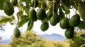 Rare Cleopatra Avocado Cuttings - 5 Wax-Dipped Scions, Persea americana 'Cleopatra' Propagation Material