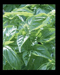 Genovese Basil Seeds - Heirloom Culinary Herb for Pesto, Salads, Ocimum basilicum, Pack of 150 or 1000 Seeds