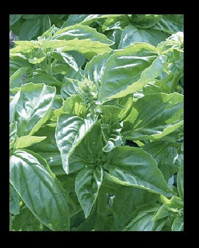 Genovese Basil Seeds - Heirloom Culinary Herb for Pesto, Salads, Ocimum basilicum, Pack of 150 or 1000 Seeds