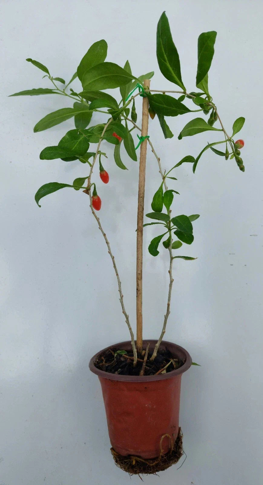 Goji Berry Live Plant in Pot – Lycium barbarum, Edible Wolfberry, Nutritious Superfood for Garden or Container