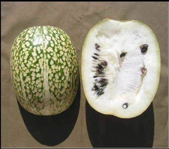 Shark Fin Melon Seeds - Heirloom Chilacayote Varieties, Fig Leaved Malabar Gourd, Sechium edule, Rare Green Fruit, 5 Seeds