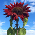 Red Sun Sunflower Seeds - Heirloom Non-GMO, 50+ Pack, Vibrant Red Blooms, Helianthus annuus, Garden Planting, Attracts Pollinators