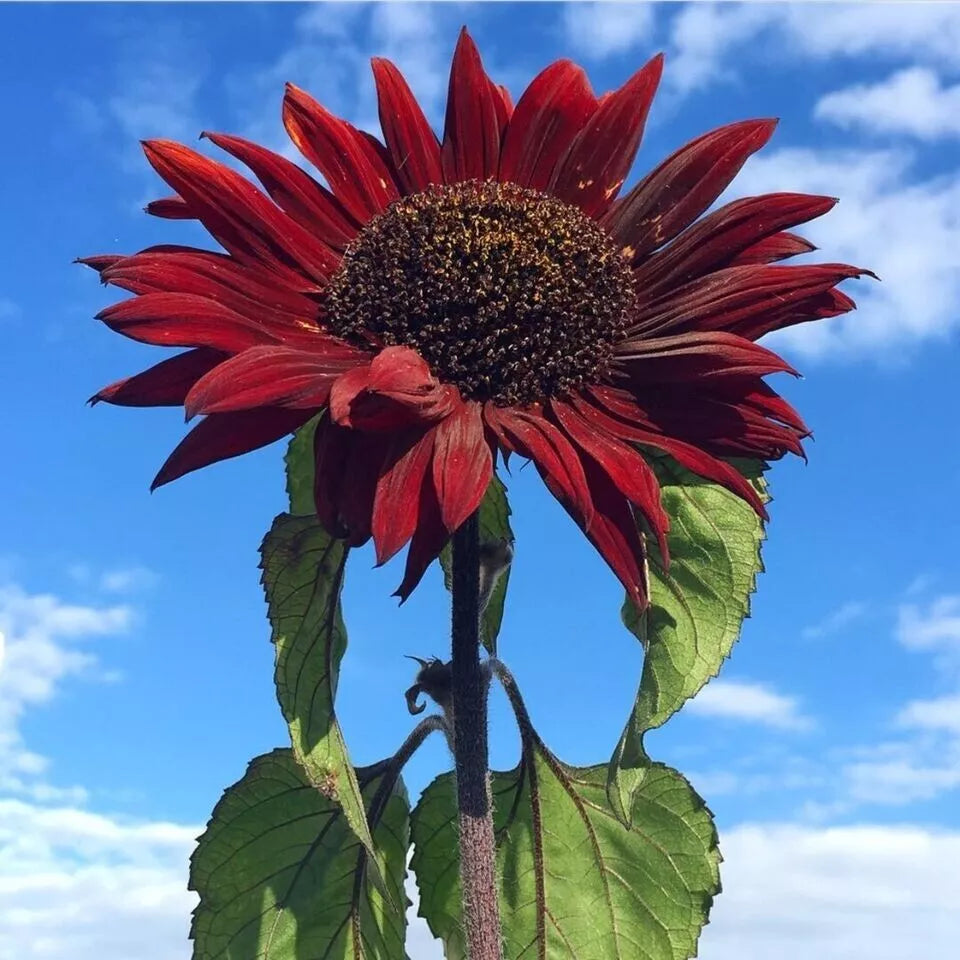 Red Sun Sunflower Seeds - Heirloom Non-GMO, 50+ Pack, Vibrant Red Blooms, Helianthus annuus, Garden Planting, Attracts Pollinators