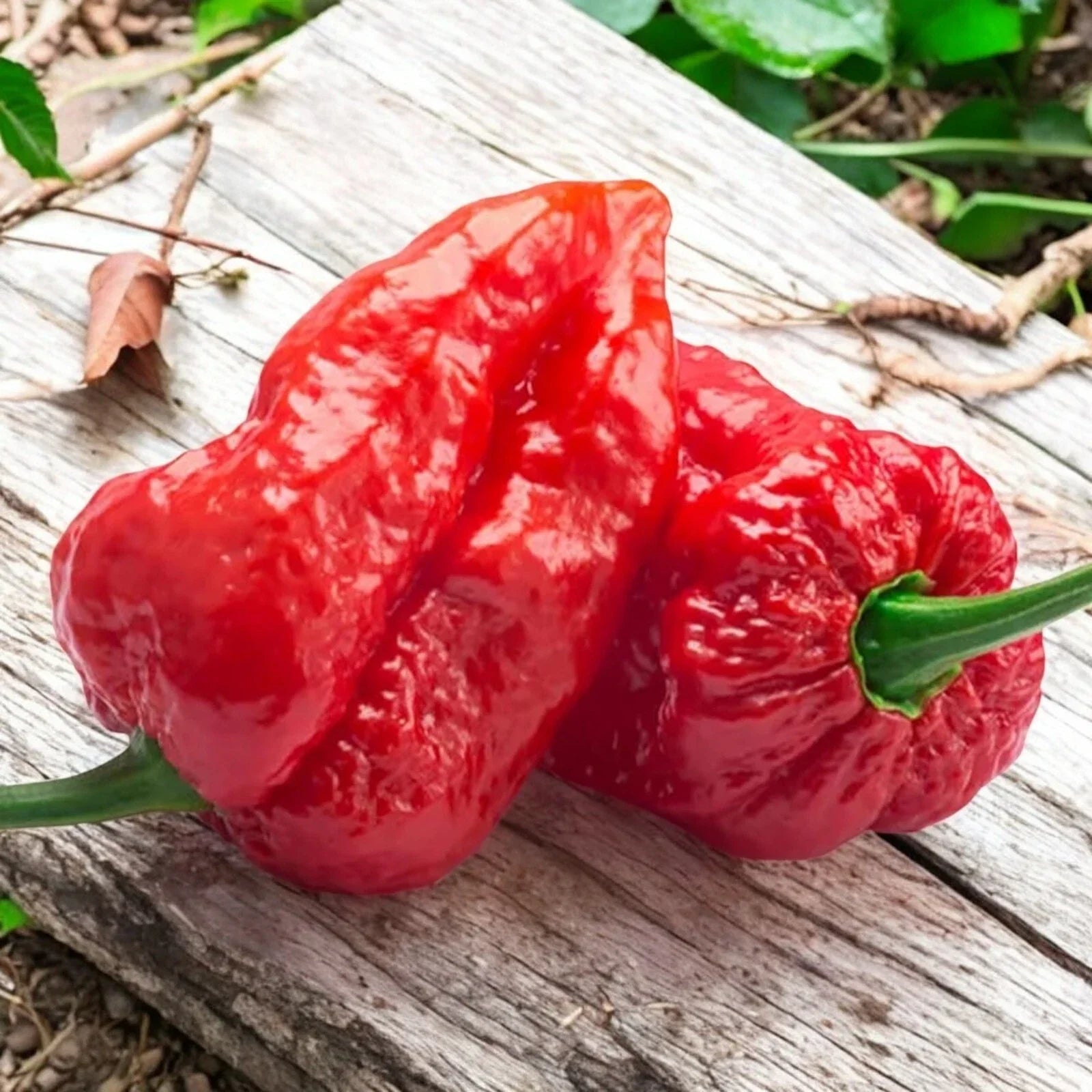 Ghost Pepper Seeds - 50pcs Extremely Hot Chili Pepper Capsicum chinense Over 1,000,000 SHU
