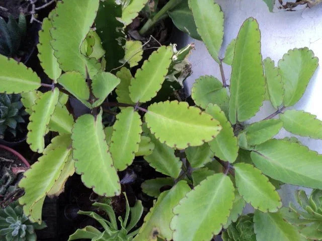 Miracle Plant Cuttings - 6 Bryophyllum pinnatum Stems for Indoor and Outdoor Gardening