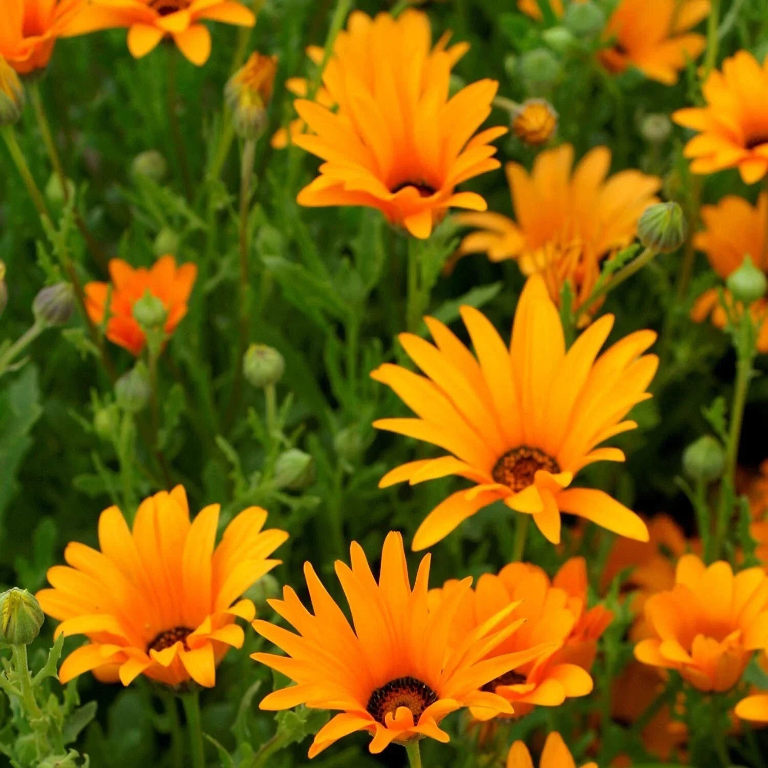African Orange Daisy Seeds - Organic Perennial Seeds for Garden, Osteospermum spp., Vibrant Orange Flowers, Full Sun, 200 Seeds