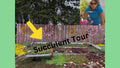 Sedum Mixed Lot of 9 Live Perennial Succulents | Black Pearl, John Creech, Angelina | Hardy Plants for Zones 4-8